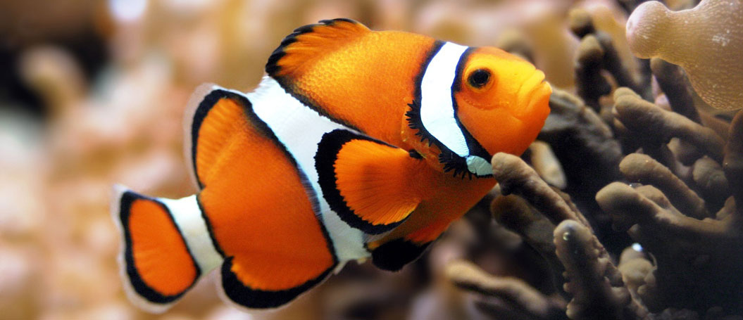 平台在线ddos压力测试