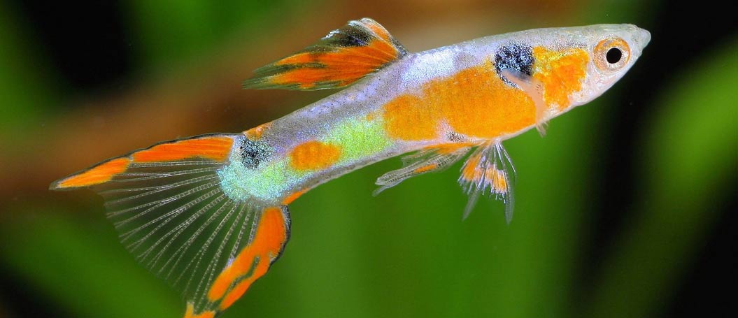 在哪买ddos压力测试平台